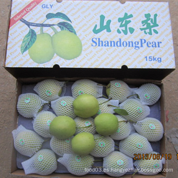 Exportación fresca de la pera de Shandong a la India en el cartón 15kg